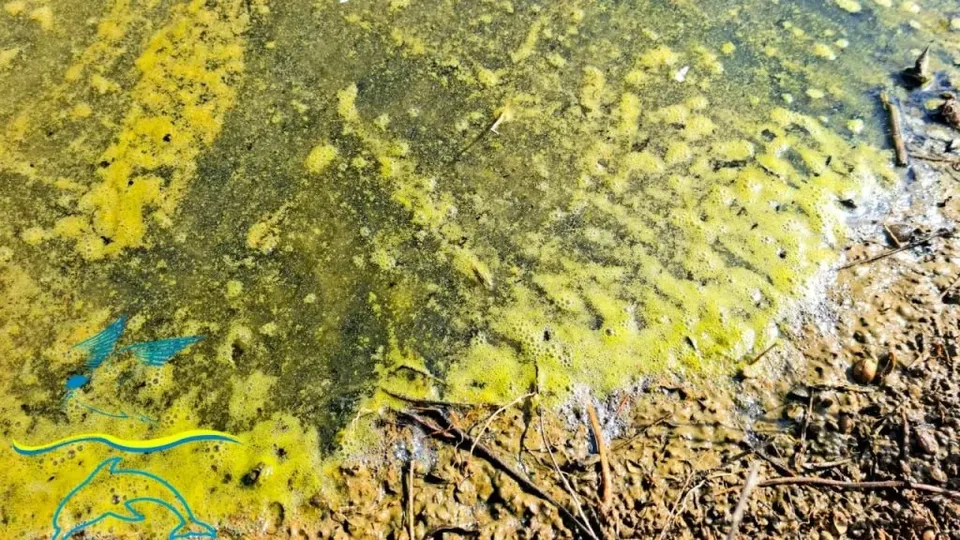 Жовта плівка на воді біля узбережжя